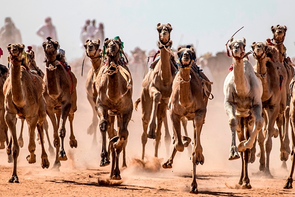 -Des chameaux courent sur une piste de terre lors d'une course dans le désert du sud du Sinaï en Égypte le 12 septembre 2020. Photo par KHALED DESOUKI / AFP via Getty Images.