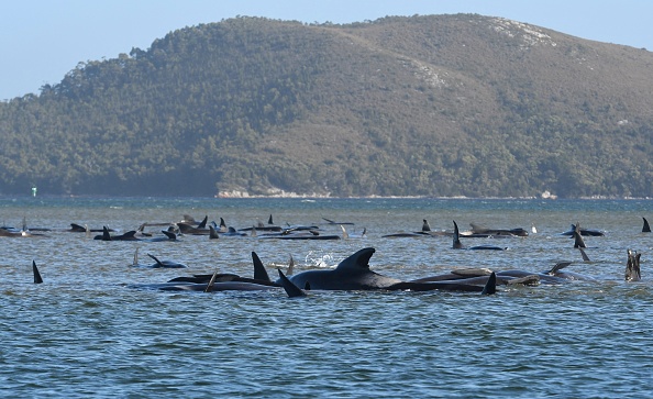 -Un groupe de baleines échouées sur un banc de sable dans le port de Macquarie, sur la côte ouest accidentée de la Tasmanie, 90 baleines sont mortes et une opération « difficile » est en cours pour sauver 180 autres  le 22 septembre 2020. Photo par - / POOL / AFP via Getty Images.