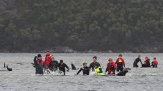 88 baleines sauvées et près de 400 mortes lors d’un échouage de masse en Australie