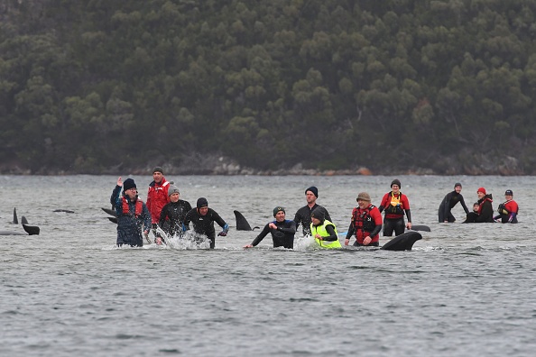 -Des centaines de baleines échouées dans le port de Macquarie en Tasmanie, les équipes de sauvetage maritime tentent d'aider à les sauver le 22 septembre 2020 à Strahan, en Australie. Photo par Brodie Weeding / The Advocate - Piscine / Getty Images.