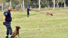 Des chiens démineurs de Bosnie sur les fronts du monde entier