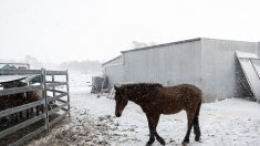 Son cheval est mort de soif et de faim, le tribunal le condamne à ne plus détenir d’animal