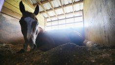 Couëron : pour la seconde fois en quelques jours, le cheval d’Éloïse victime de lacérations
