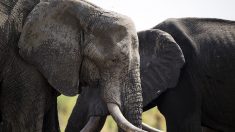 Au tour du Zimbabwe: mort de douze autres éléphants victime de la même bactérie qu’au Botswana