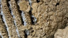 Bretagne : un apiculteur détruit « le plus gros » nid de frelons jamais vu