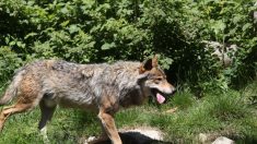 Un loup particulièrement agressif abattu par un tir de défense dans les Vosges