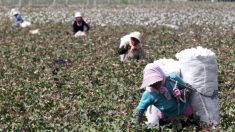 Les États-Unis interdisent l’importation de coton en provenance du Xinjiang et d’autres produits fabriqués grâce au travail forcé