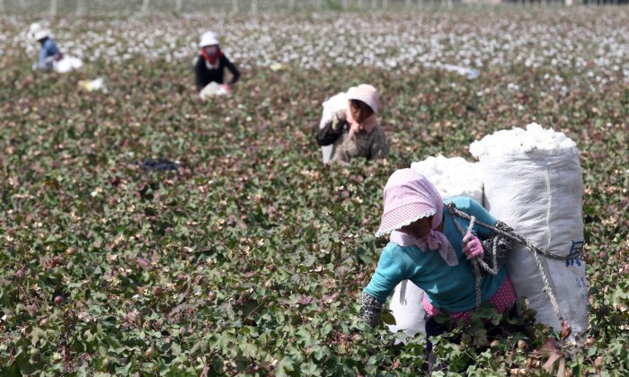 Cette photo prise le 20 septembre 2015 montre des agriculteurs chinois ramassant du coton dans les champs pendant la saison des récoltes à Hami, dans la région du Xinjiang, dans le nord-ouest de la Chine. (STR/AFP via Getty Images)