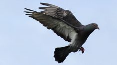 Ardennes : des dizaines de pigeons morts découverts à Poix-Terron