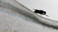 Dordogne : il fait exploser sa cuisine en voulant tuer une mouche avec une raquette électrique anti-insectes