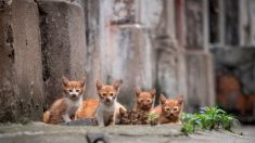 Pour lutter contre la prolifération, des maires veulent stériliser tous les chats « qui ne sont pas destinés à la reproduction »
