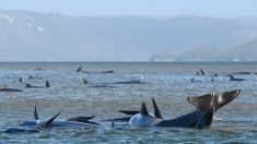 Mission en cours : sauver 270 baleines en situation critique, en Tasmanie