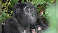 Le baby-boom des gorilles de montagne en Ouganda montre le succès des efforts de conservation