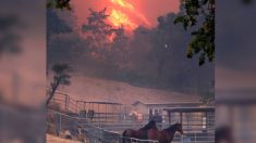 En Californie, les incendies de forêt ont détruit un sanctuaire pour chevaux maltraités, mais tous les animaux ont survécu