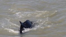 Une baleine à bosse se libère d’une rivière infestée de crocodiles en Australie