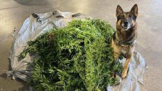 La patrouille canine frontalière du Maine flaire 18 kg de marijuana cultivée illégalement