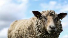 Haute-Garonne : des cadavres de moutons en état de décomposition retrouvés dans une ferme photovoltaïque