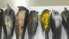 Des centaines de milliers d’oiseaux migrateurs retrouvés morts au Nouveau-Mexique