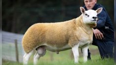 Le mouton le plus cher du monde vient d’être acheté pour 414 000 € en Écosse