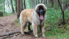 Un chien de 1 an pesant 50 kg est pris pour un ours lors de ses promenades dans la forêt