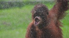 Un photographe prend des photos incroyables d’un orang-outan « dansant sous la pluie »