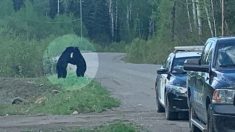 Une policière capture le moment « spécial » de deux ours noirs qui s’embrassent sur la route
