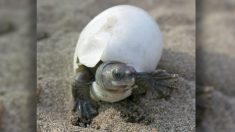 Une tortue birmane extrêmement rare avec un « air souriant en permanence » revient de la quasi-extinction