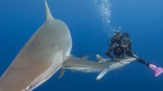 Une plongeuse retire un hameçon coincé dans la bouche d’un requin : « C’est une sensation tellement incroyable »