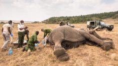 Les vétérinaires sauvent un éléphant blessé et infesté d’asticots après qu’il a été transpercé à la lance pour avoir pénétré dans un territoire humain