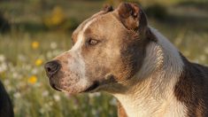 Stains: le propriétaire d’une chienne soupçonné d’avoir battu à mort son animal avec une matraque