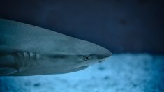 Incroyable : une vingtaine de requins pris au piège dans une écluse à poissons de l’île de Ré