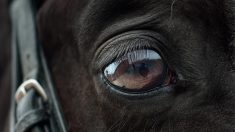 Creuse : un cheval retrouvé mort, victime de plusieurs mutilations