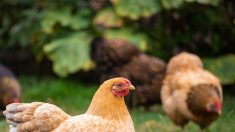 Caen : 800 poules pondeuses sauvées de l’abattoir trouvent un nouveau foyer
