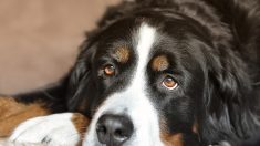 Québec – Une peine de 14 000$ pour un propriétaire qui a refusé de louer un logement à une famille et leur chien d’assistance
