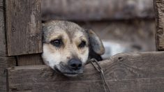 Aveyron : abandonné par ses maîtres, un chien affamé dévore les chatons qui se trouvent avec lui dans l’appartement
