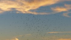 Louisiane : des essaims de moustiques tueurs vident leurs proies de leur sang