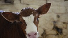 Un veau retrouvé mort, l’oreille droite coupée en Corrèze