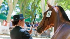 Le plus beau cheval de France 2020 se trouve dans la Creuse !