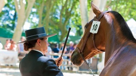 Le plus beau cheval de France 2020 se trouve dans la Creuse !