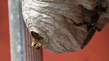 Gers : un couple découvre un nid géant abritant 400 000 guêpes dans son garage