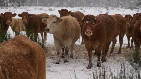 Savoie : 6.000 moutons et vaches coincés par la neige au col du Glandon