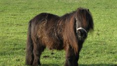 Chevaux mutilés: un poney abattu d’une balle dans la tête dans le Tarn