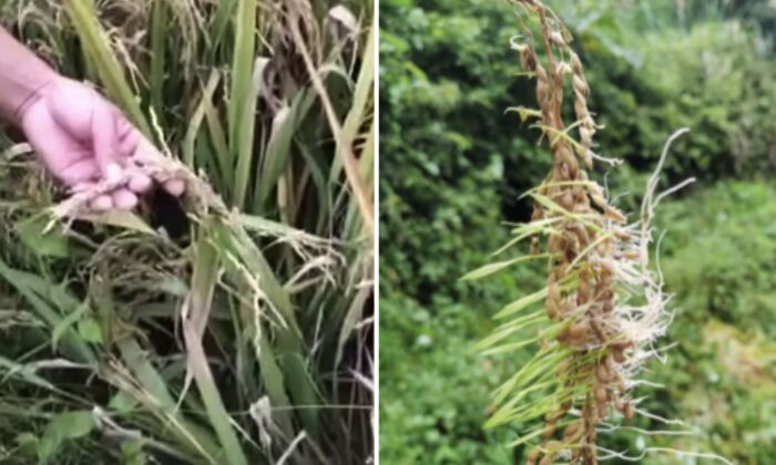Les grains de riz qui ont germé avant que les agriculteurs ne les récoltent. (Capture d'écran/YouTube)