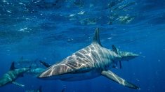 Covid-19 : 500.000 requins pourraient être tués pour produire un vaccin