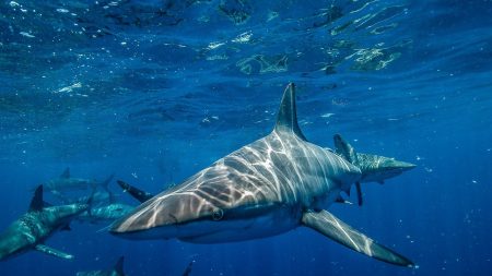 Covid-19 : 500.000 requins pourraient être tués pour produire un vaccin