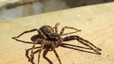 Drôme : découverte étonnante d’une araignée-loup dans une entreprise