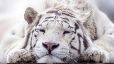 Un des plus vieux félins du zoo de Beauval, le tigre blanc Sherkan, est mort