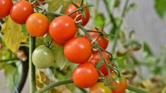 Drôme: plus de 1.500 personnes sont venues à Upie récupérer des tomates bio gratuites suite à l’appel d’un agriculteur