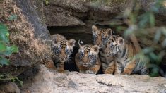 Un photographe capture le moment rare où des bébés tigres sortent de leur tanière pour la première fois