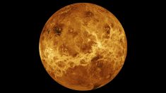 Vénus: la découverte de phosphine « événement le plus important » dans la recherche de vie extraterrestre (chef de la Nasa)
